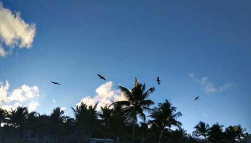 Low angle view of birds flying in sky