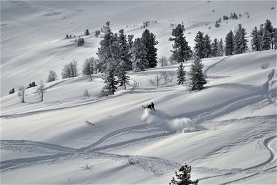 Scenic view of snow covered field by trees