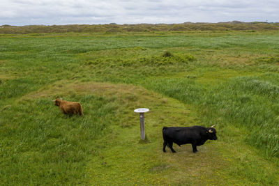 Horses in a field