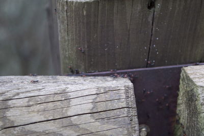 Close-up of wooden plank