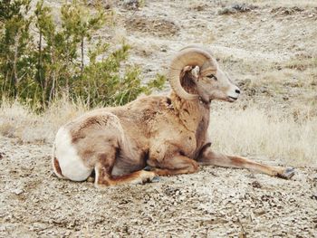 Bighorn sheep resting on field