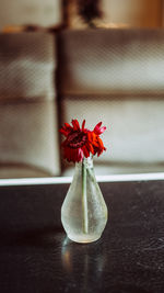 Close-up of red flower