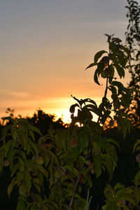 Close-up of silhouette plant against sky at sunset