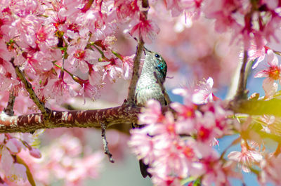 Close-up of cherry blossoms in spring