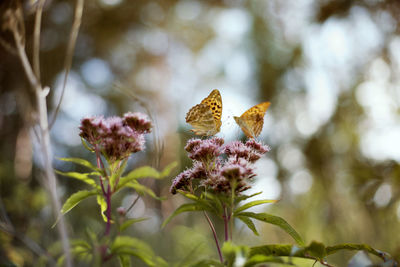 Close-up of butterfly pollinating on flower