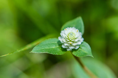 Close-up of flowering plant