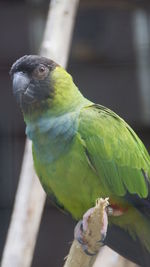 Close-up of parrot perching on wood