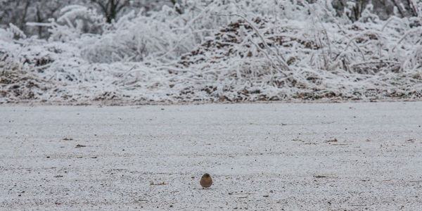 Close-up of bird in snow