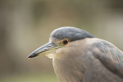 Close up of a black-crowned night heron