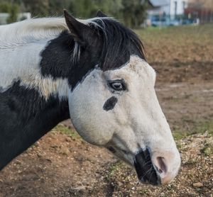 Close-up of a horse on field