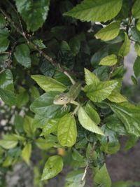 High angle view of green leaves