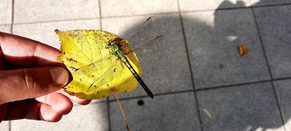 Close-up of butterfly on hand