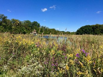 Scenic view of flowering plants on field against sky