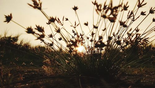 Close-up of silhouette plants on field against sky during sunset