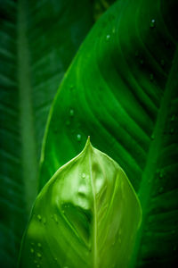 Close-up of wet plant leaves