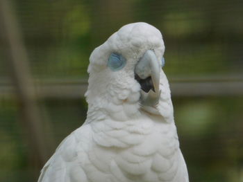 Close-up of a bird