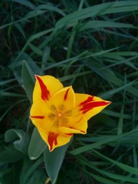 Close-up of yellow flower