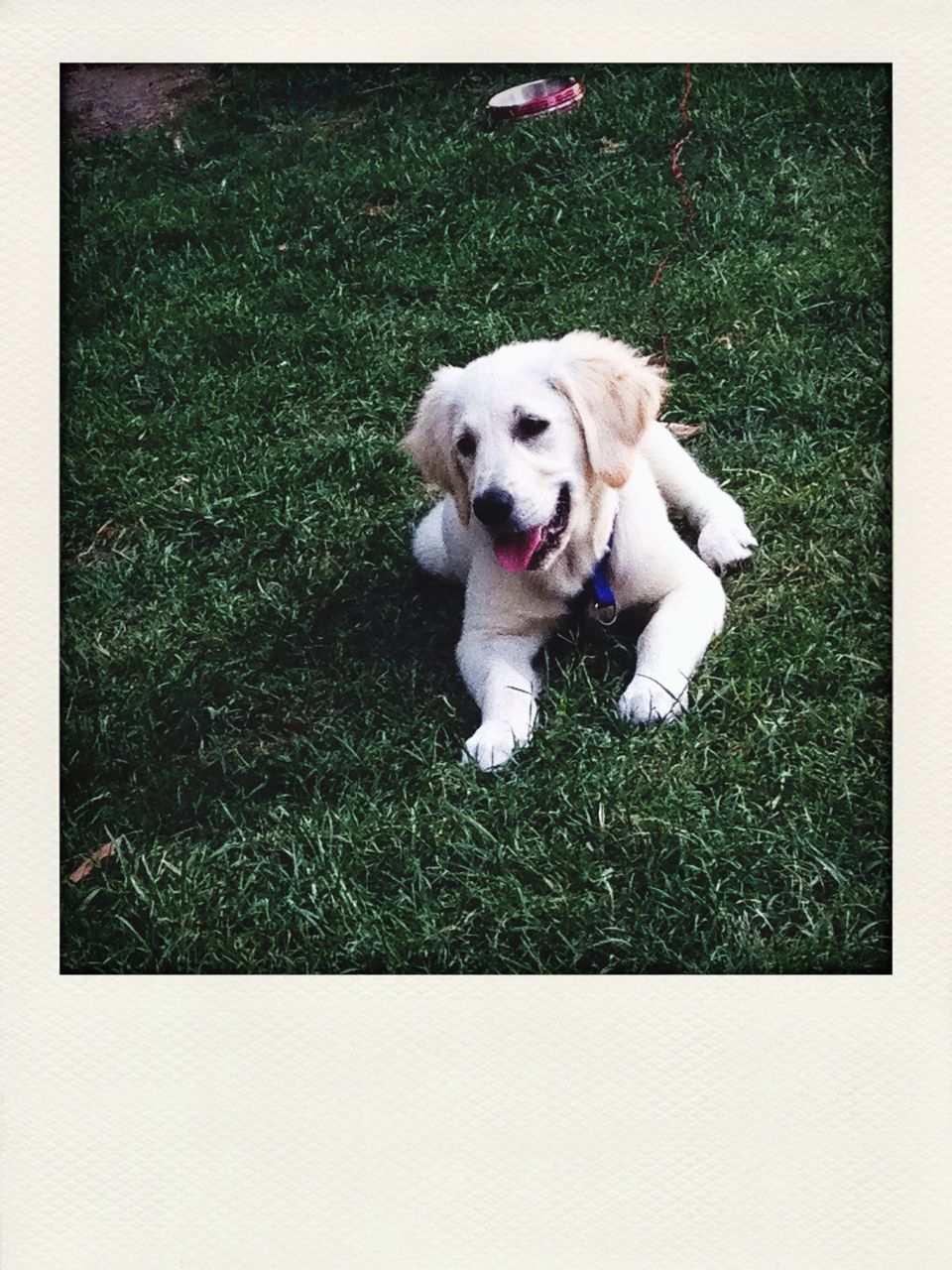 dog, domestic animals, pets, animal themes, one animal, mammal, grass, transfer print, field, auto post production filter, high angle view, grassy, looking at camera, white color, no people, portrait, full length, day, outdoors, pet collar