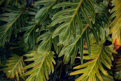 Full frame shot of fresh green leaves