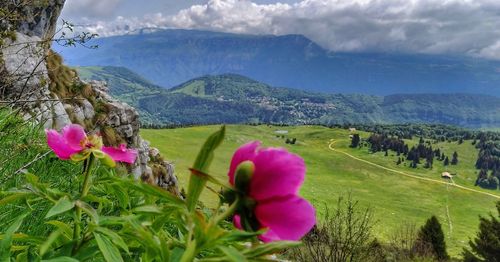 Pink flowering plants on field against mountains