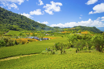 Scenic view of agricultural field against sky