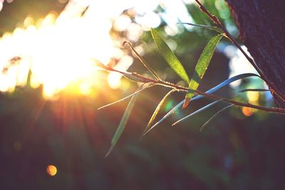 Sun shining through plants