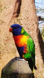 Close-up of parrot perching on wood