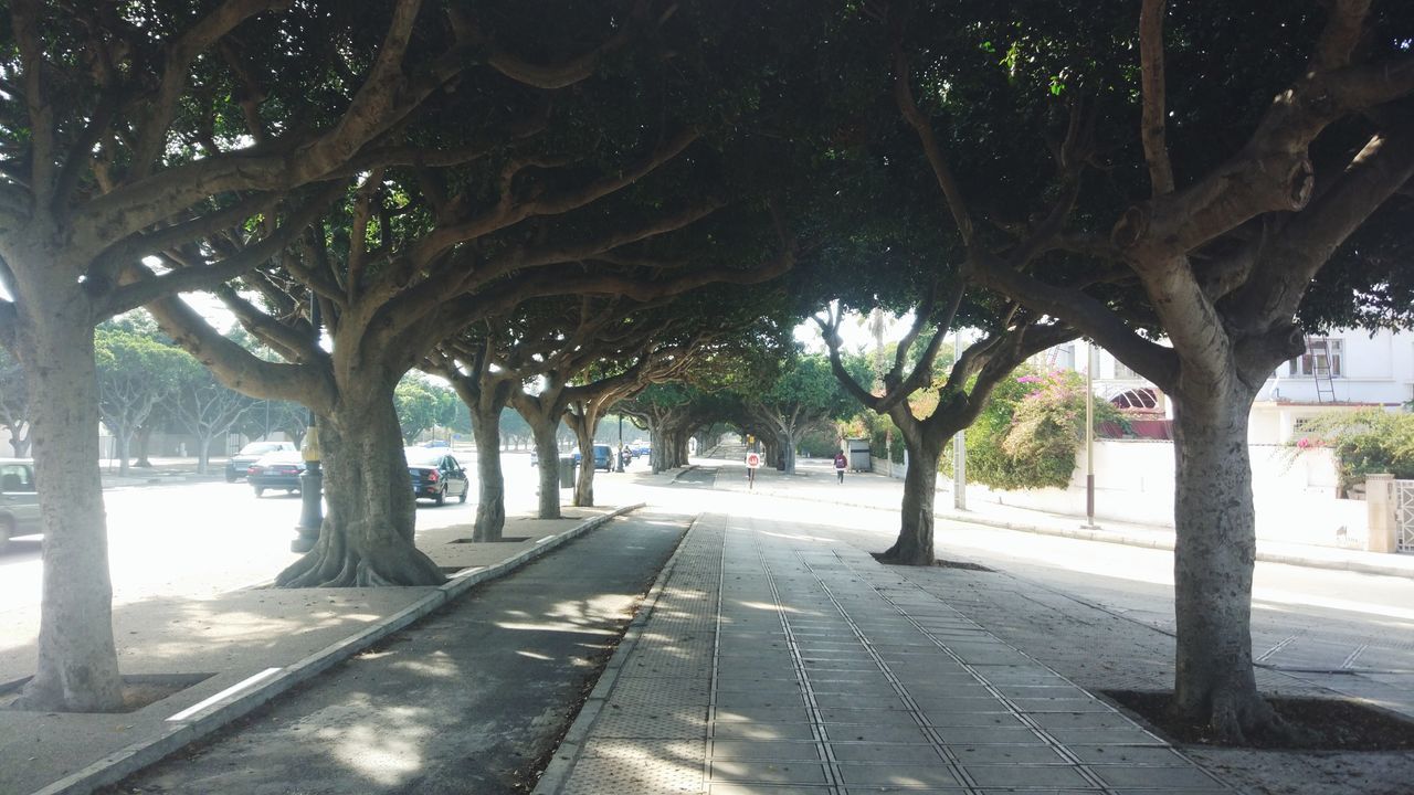 TREES IN PARK