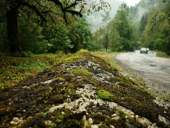 Road in forest