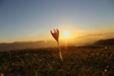 Close-up of wheat growing on field against sky during sunset