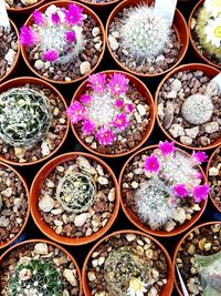 Directly above shot of potted plants