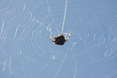 Close-up of spider on web