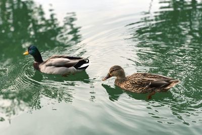 Mallard ducks swimming in lake