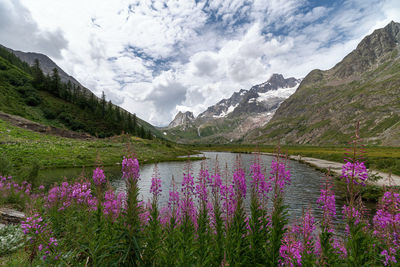 Purple flowering plants by lake against sky