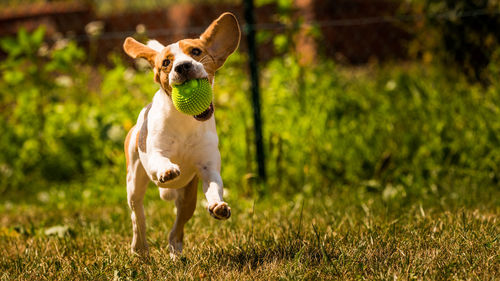 Portrait of dog running on field