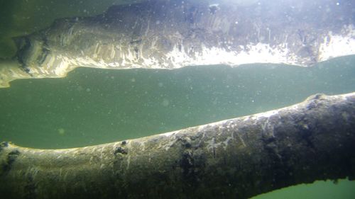 Close-up of turtle swimming in sea