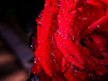 Close-up of water drops on red leaf