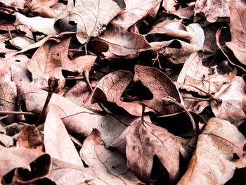 Close-up of fallen maple leaves
