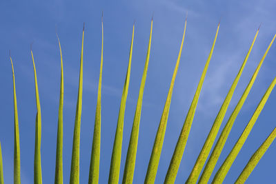 Low angle view of plants against sky
