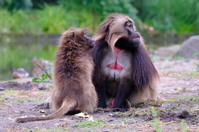 Female and male gelada looking in the same direction