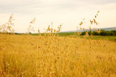 Wheat field against sky