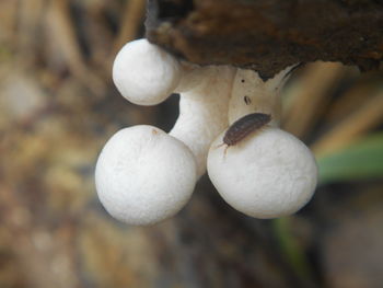 Close-up of mushrooms growing on plant