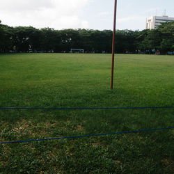 Trees on grassy field