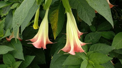 Close-up of flowers