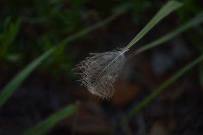 Close-up of feather on plant