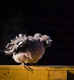 Close-up of bird perching on wood