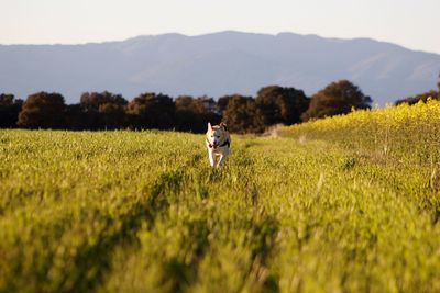 Dog running on field against sky