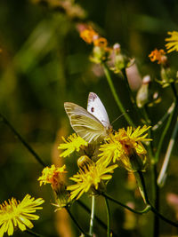 Close-up of butterfly pollinating on flower