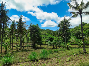 Trees and plants growing on land against sky