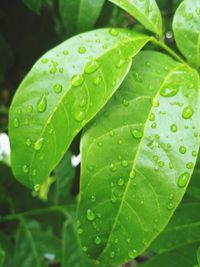 Close-up of raindrops on leaves